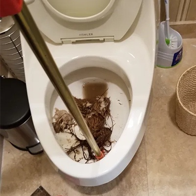 Roots Growing Through Toilet Flange